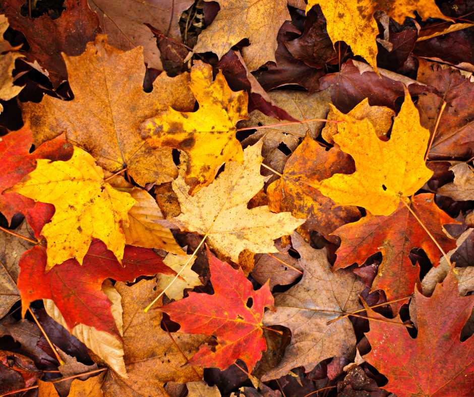 Leaves