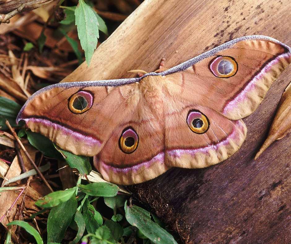 Polyphemus