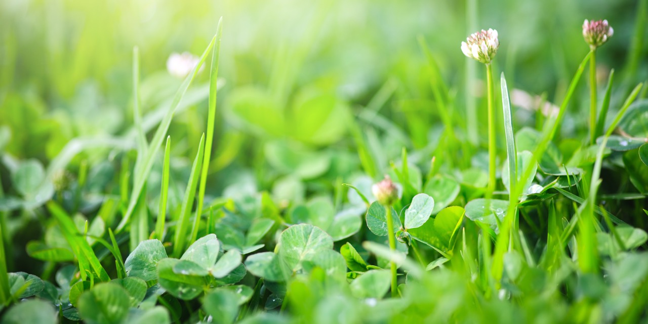 Clover