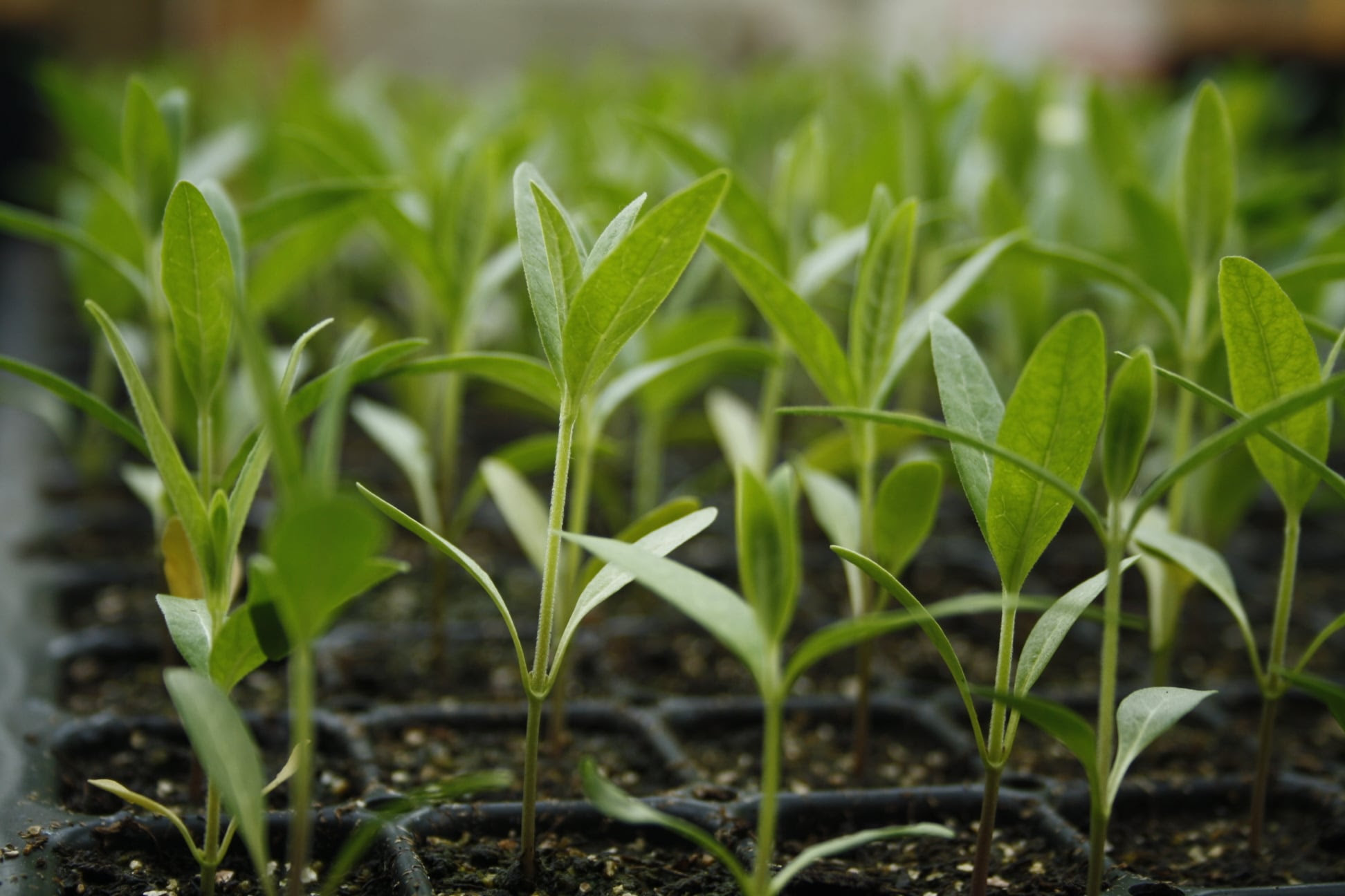 Common milkweed seedlings from Sundaura's nursery. Sundaura Alford-Purvis photo