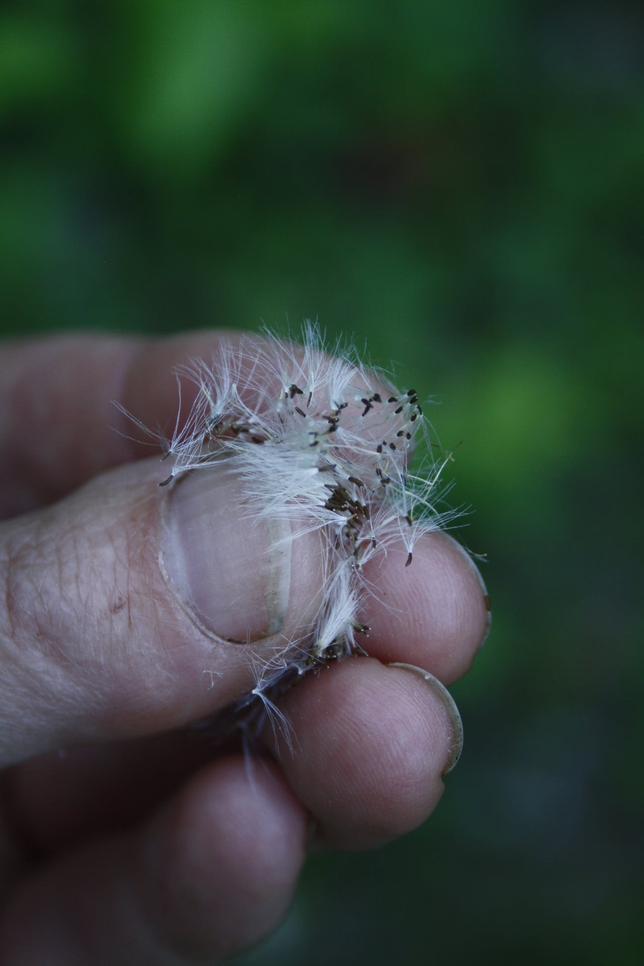 Gathering Field Pussytoes seedheads in 2021. Sundaura Alford-Purvis photo