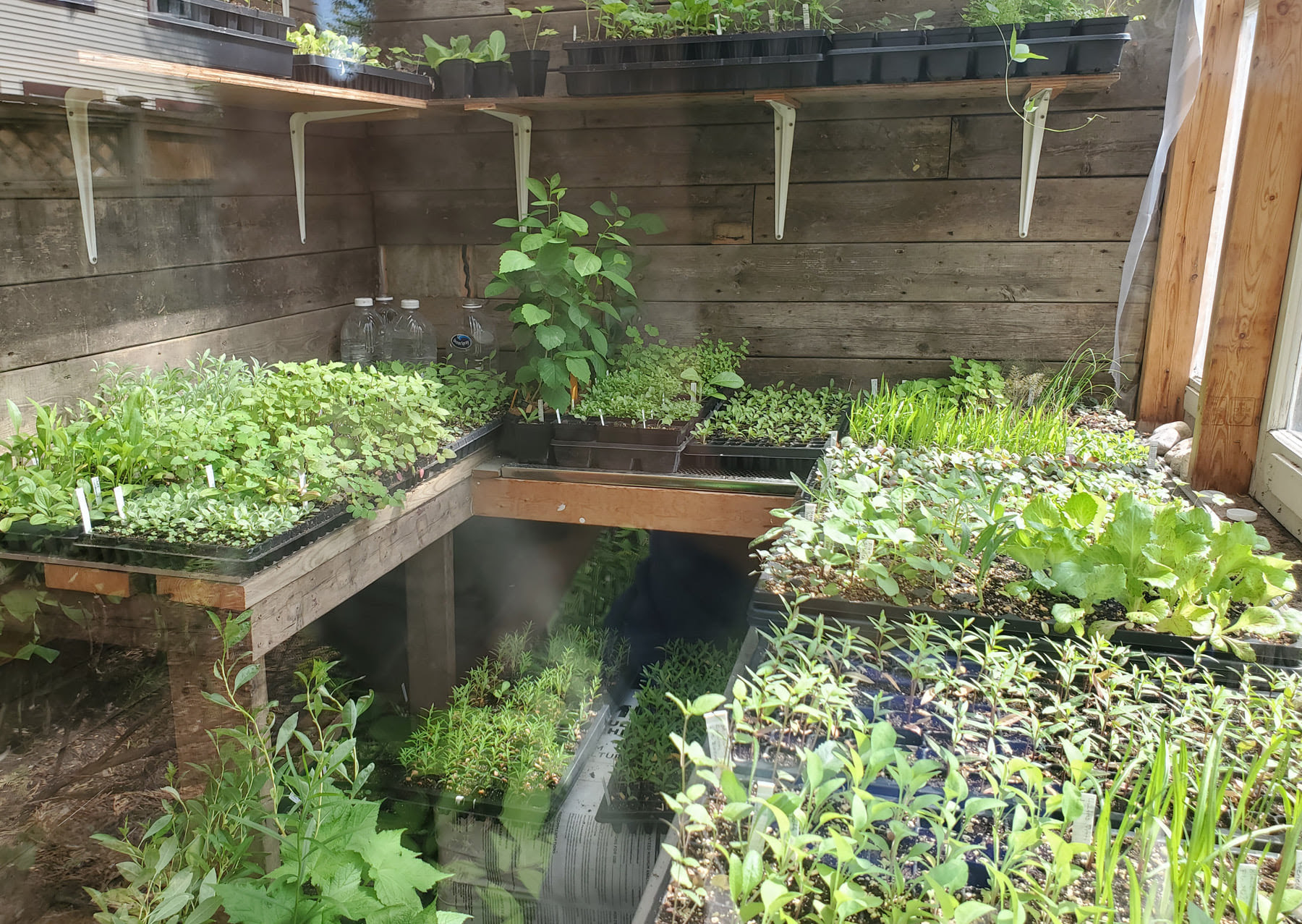 Native plant nursery in the spring.