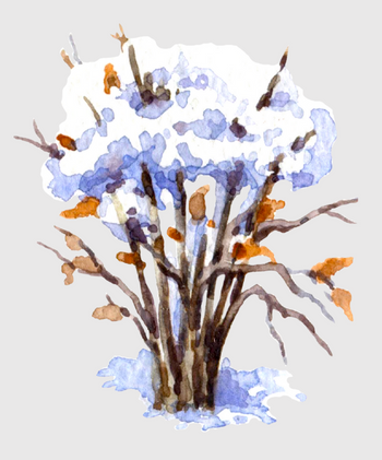 Winter Gardening Tips