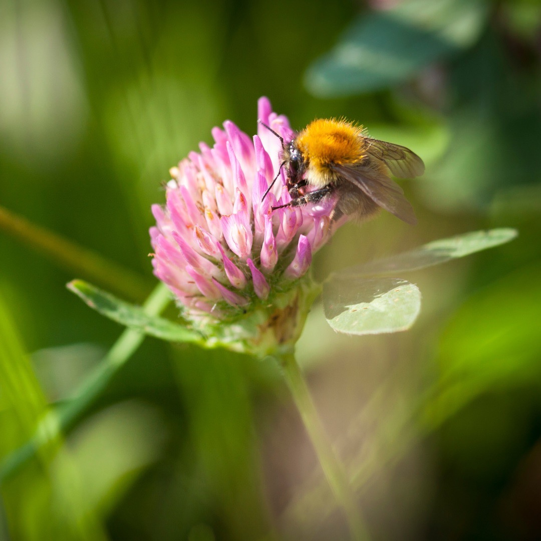 bee on clover Large
