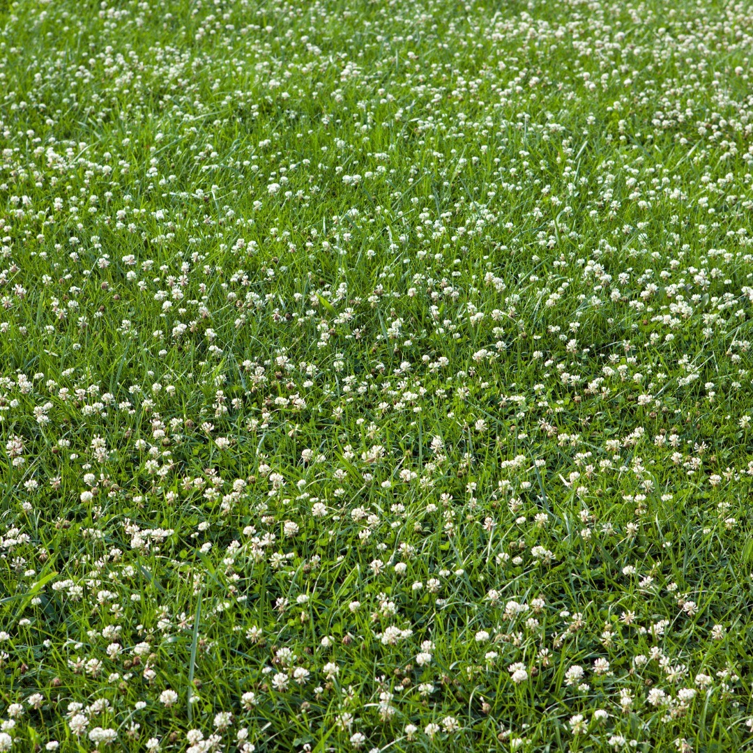 clover flowers Large