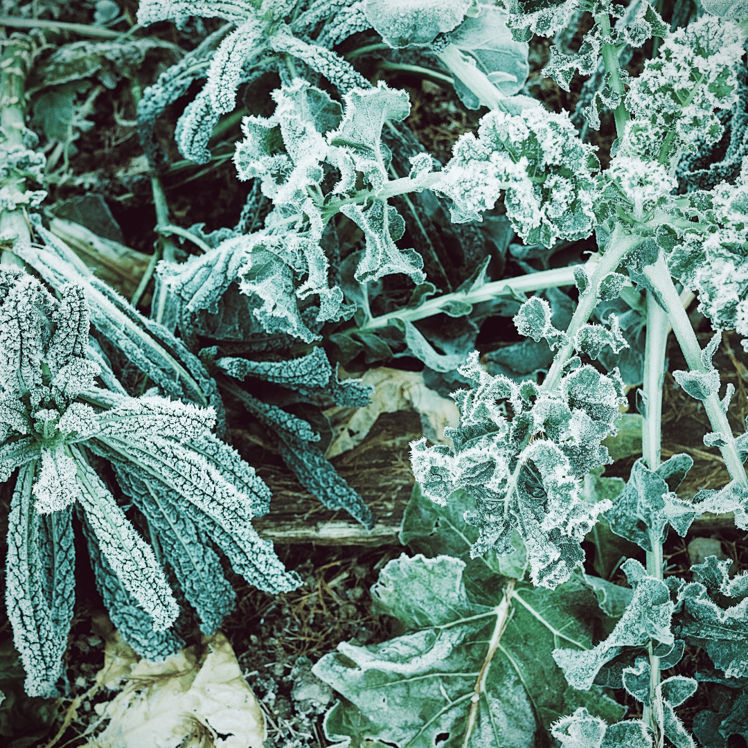frost on kale