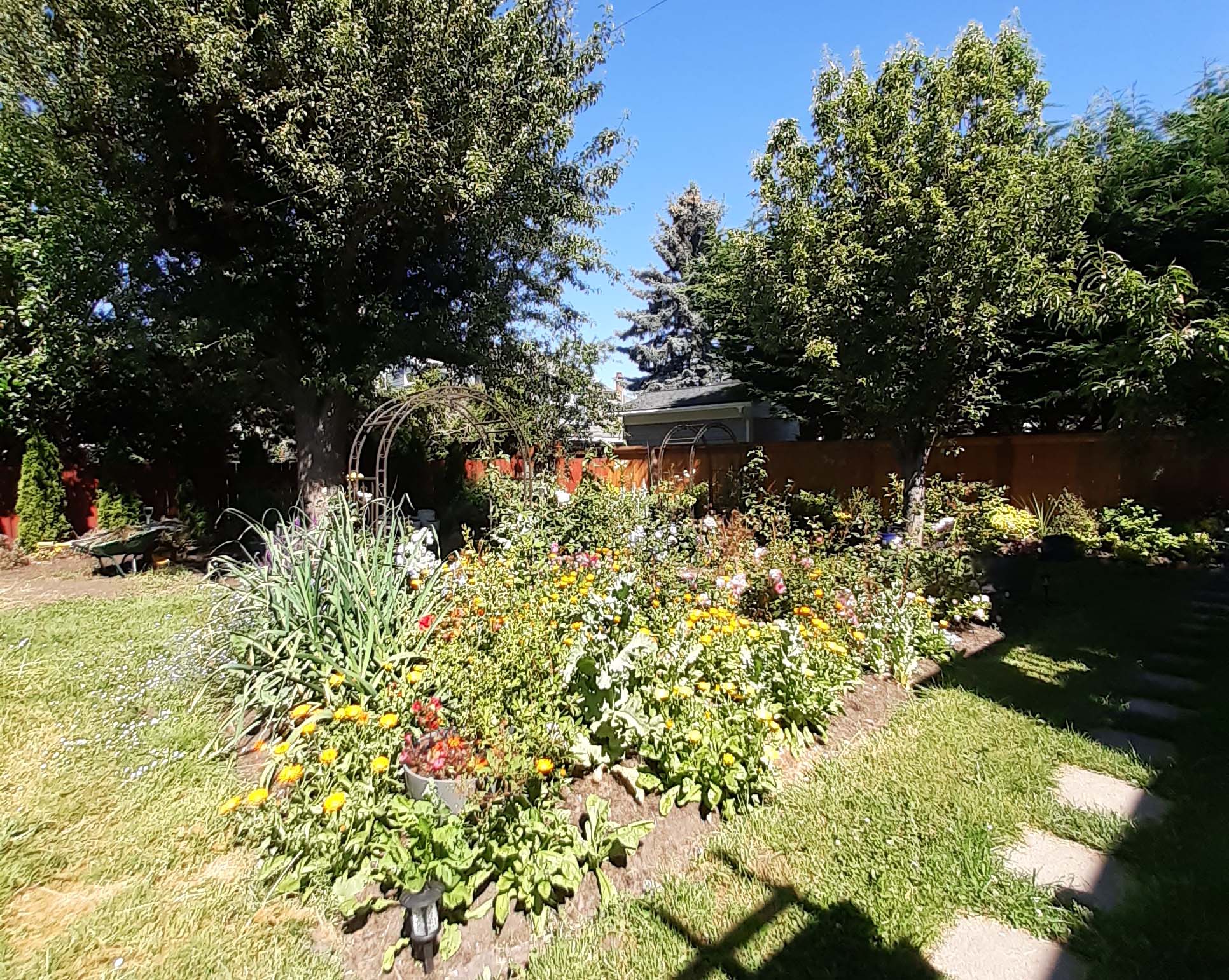 Christina Nikolic Garden Late June 2022
