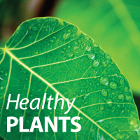 HealthyPLANTS 200