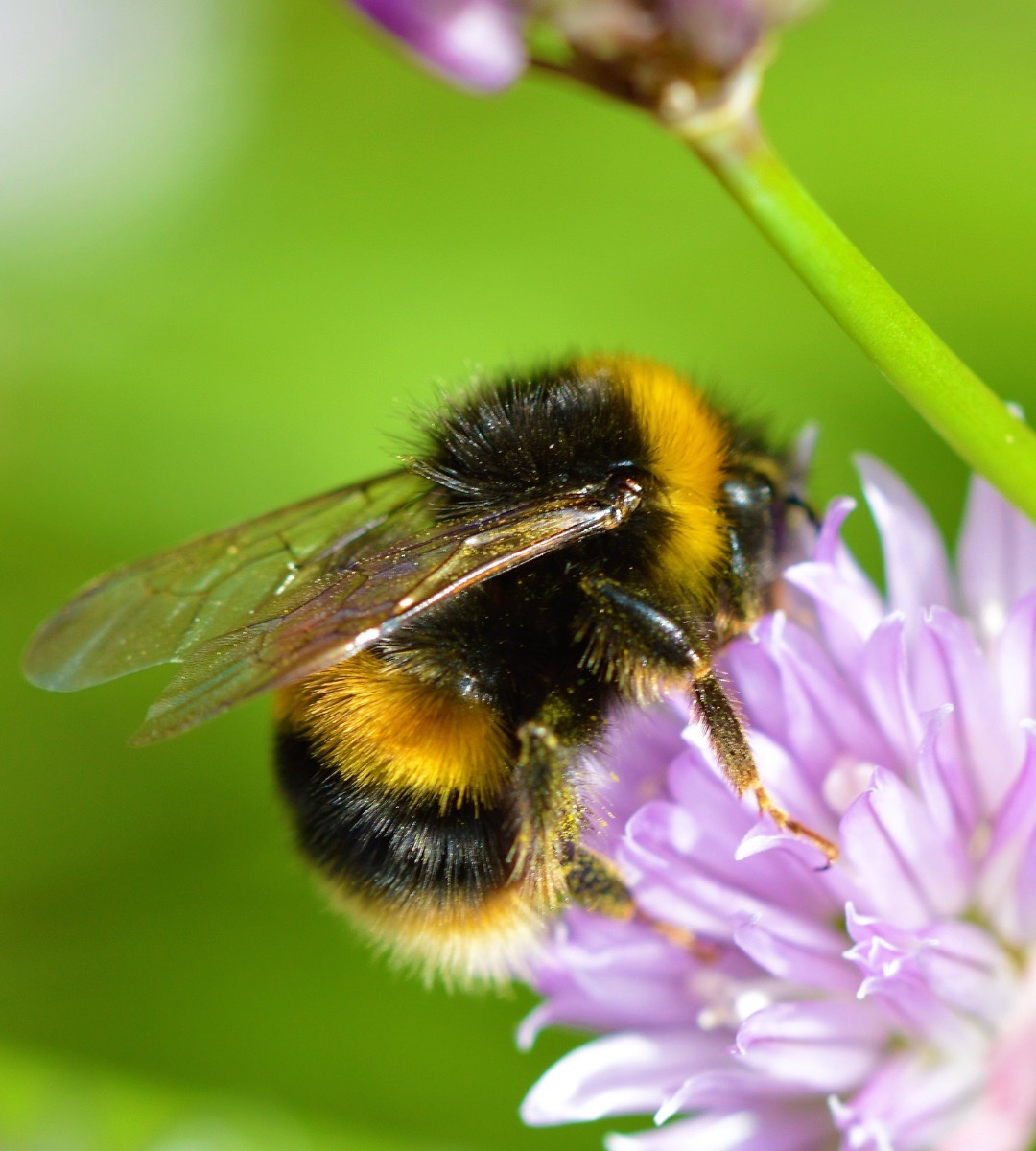 native plants article Large