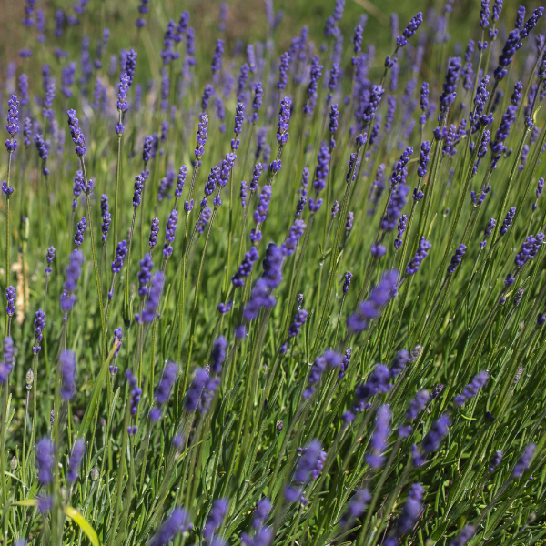 pacific composting lavender 1