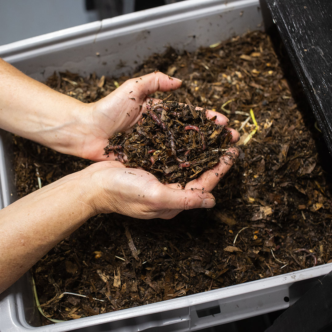 pacific composting worms