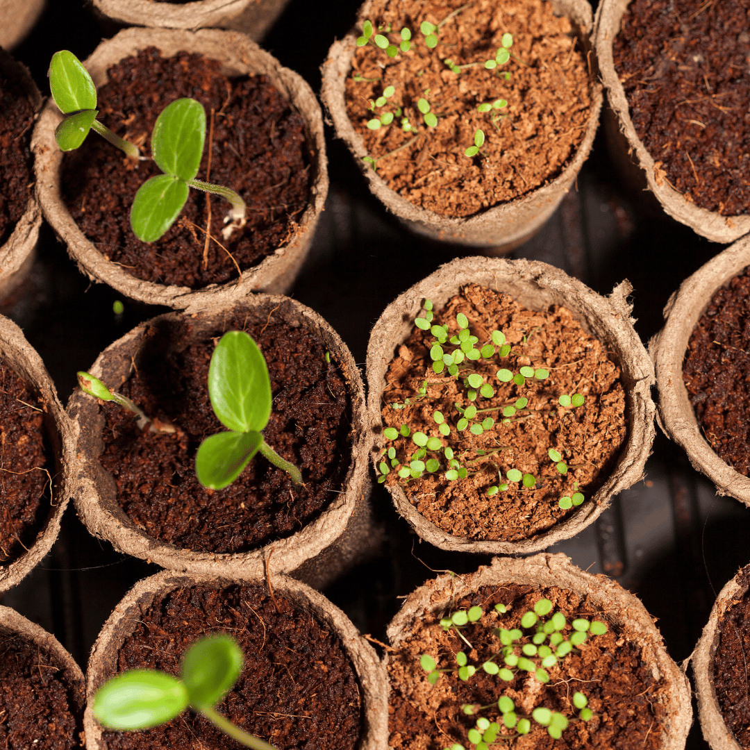 sprouting seeds